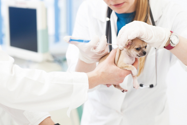 混合ワクチンを注射している犬の写真
